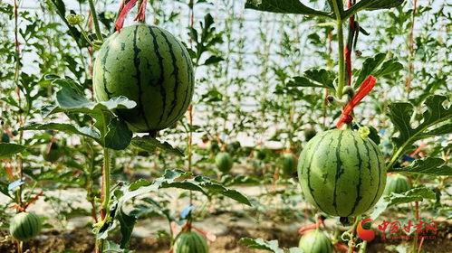 热门大瓜热心的朝阳爆料,朝阳爆料，明星隐私再掀波澜