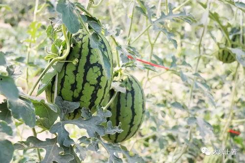 网红大瓜排行,热门事件盘点与幕后真相